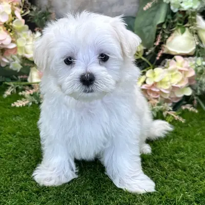 Maltese Yavruları