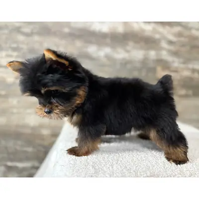 约克夏犬幼犬