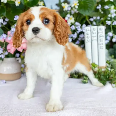 Cavalier King Charles Spaniel Puppy