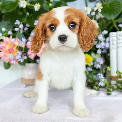 Cavalier King Charles Spaniel Puppies