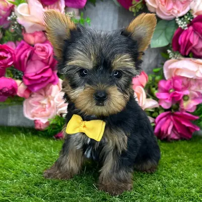 Yorkshire Terrier yavruları