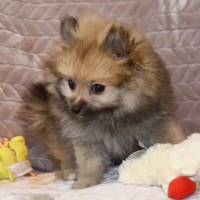 Pomeranian Yavruları