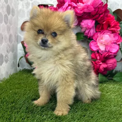 Pomeranian Yavru