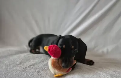 Kahverengi Dachshund