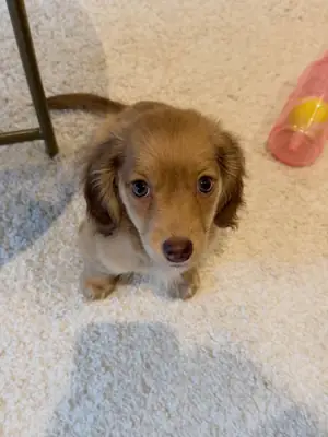 美丽的8周大雌性长毛腊肠犬小狗