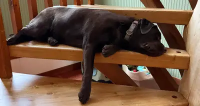 Labrador, pas assez de temps