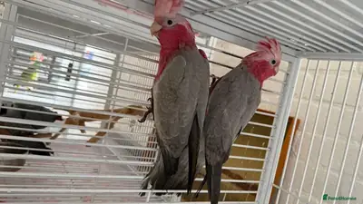 Какаду Гала, амазонка, попугаи конуры