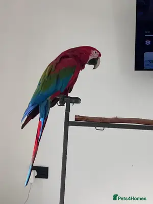 Perroquet Ara à ailes vertes