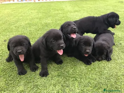 Pedigree'li siyah labrador yavruları