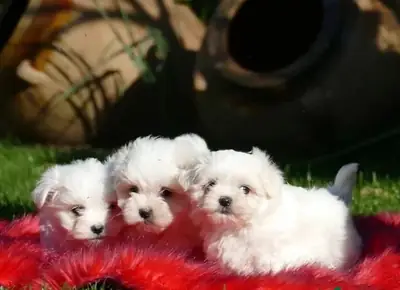 Bichon maltés macho - cachorro