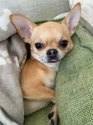 Chihuahua à Vendre – Petit Format, Grand Caractère