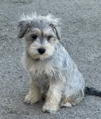 SCHNAUZER MINI