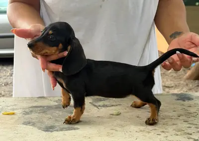 迷你腊肠犬