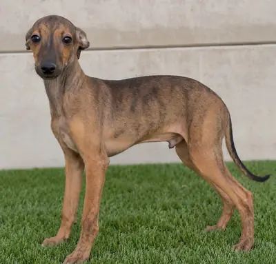 Cachorros de Whippet increíbles