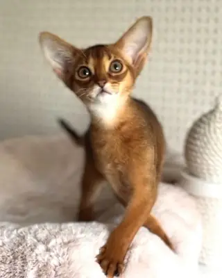 hese kittens have the wonderful Abyssinian