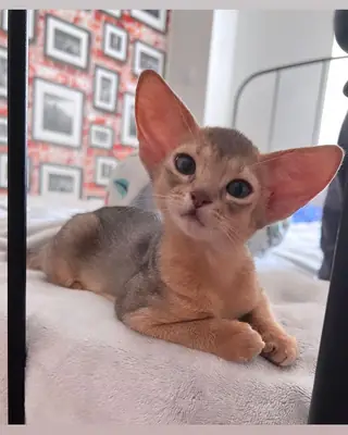 Stunning GCCF Registered Abyssinian Kittens