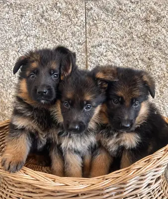 壮观的德国牧羊犬幼犬