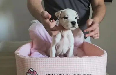 Cachorros American Staffordshire Terrier