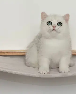 We have a beautiful Golden marble tabby British Shorthair kittens