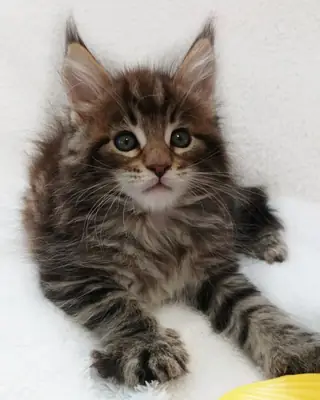 Tica 注册的缅因猫。多趾。