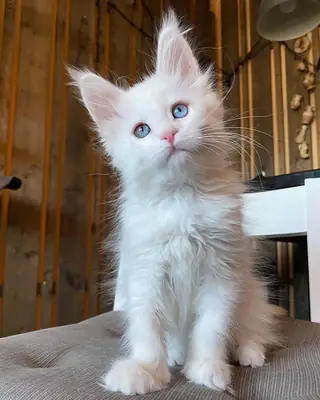 美丽的蓝烟缅因猫小猫 - 寻找有爱的家庭 🖤