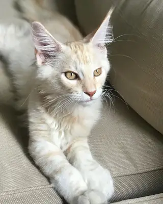 我们很高兴介绍我们美丽的缅因猫小猫，出生于4月20日。