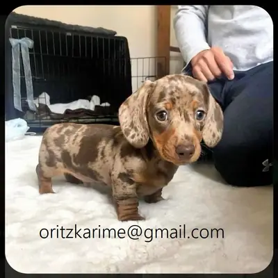 Aile sevgisi için mükemmel Dachshund yavruları