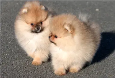 Cède chiots spitz nain
