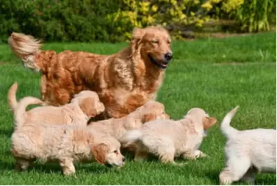 Superbes chiots Golden Retriever pure race