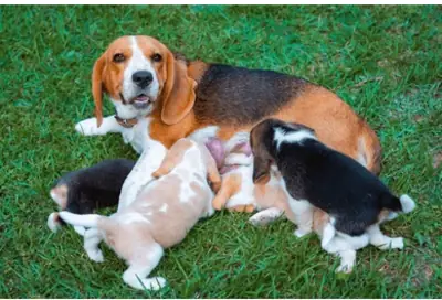 Chiots Beagle pure race à réserver 