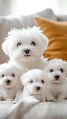 Chiots bichon maltais pure race