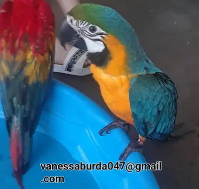 Guacamayos domesticados y habladores (por favor contáctame por correo electrónico en las fotos)