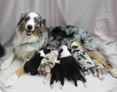 Australian Shepherd puppies