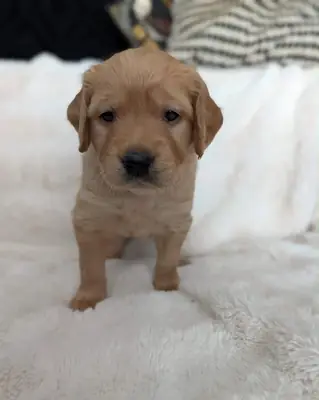  golden retriever