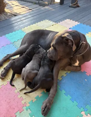 Cane Corso Puppies