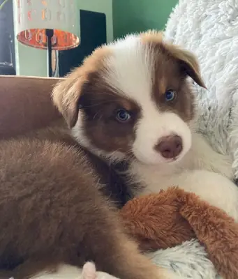 Avustralya Çoban Köpeği yavruları