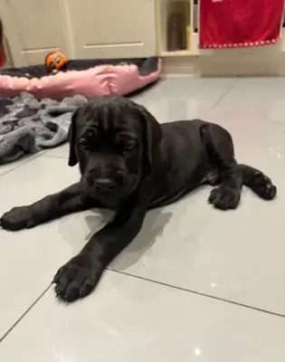 Cane Corso Yavruları