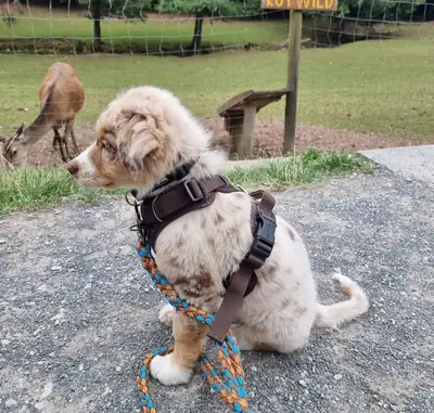 Avustralya Çoban Köpeği yavruları