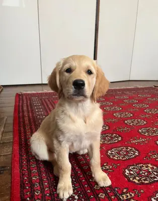  golden retriever