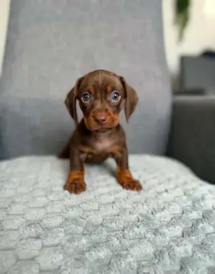 Dachshund Yavruları