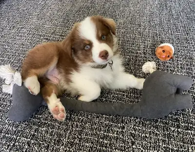 Australian Shepherd puppies