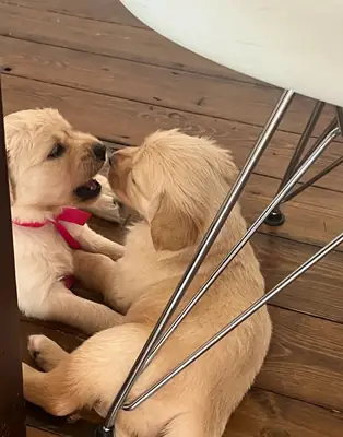  golden retriever