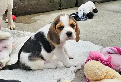 Beagle Puppies