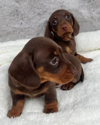 Dachshund Yavruları