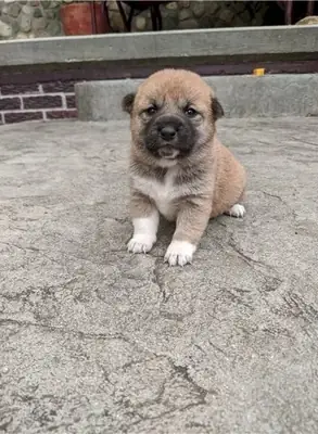 Perro shiba inu gold de 2 meses cafe con blanco