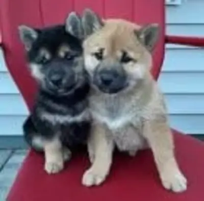 Şirin Shiba Inu yavruları
