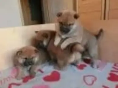 3 Shiba Yavru Sahiplendirme