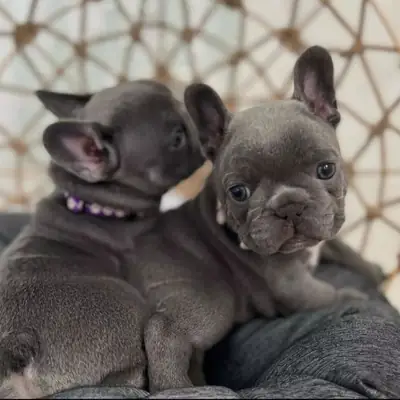 Fransız Bulldog