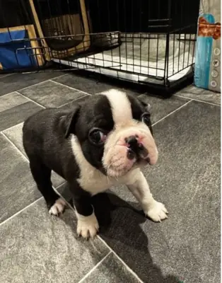 BOSTON TERRIER YAVRULARI