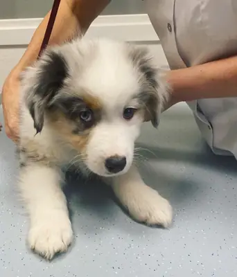 Avustralya Çoban Köpeği